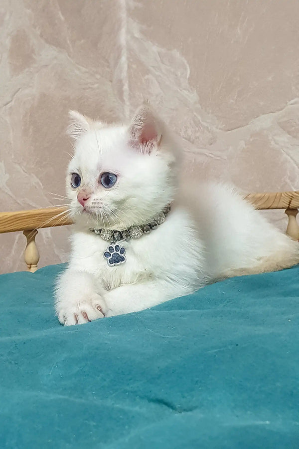 Adorable White Kitten with Blue Eyes and Jeweled Collar from Lucius British Shorthair