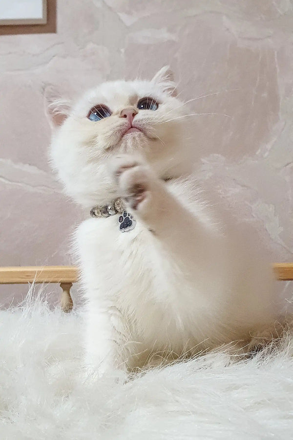 White British Shorthair kitten Lucius with blue eyes and a cute paw-print collar