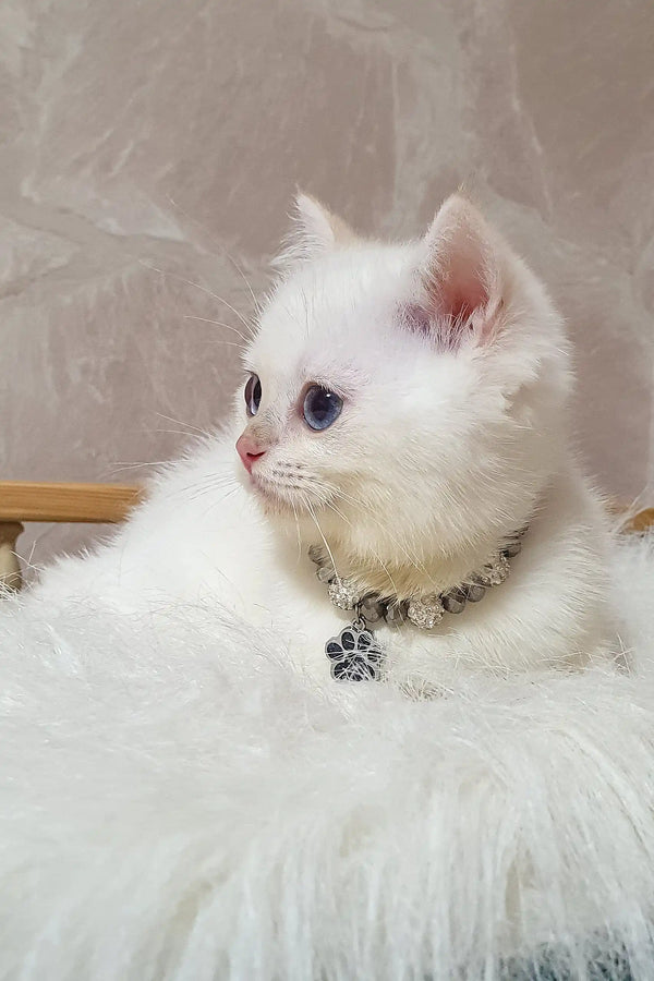 White British Shorthair kitten named Lucius wearing a cute jeweled collar
