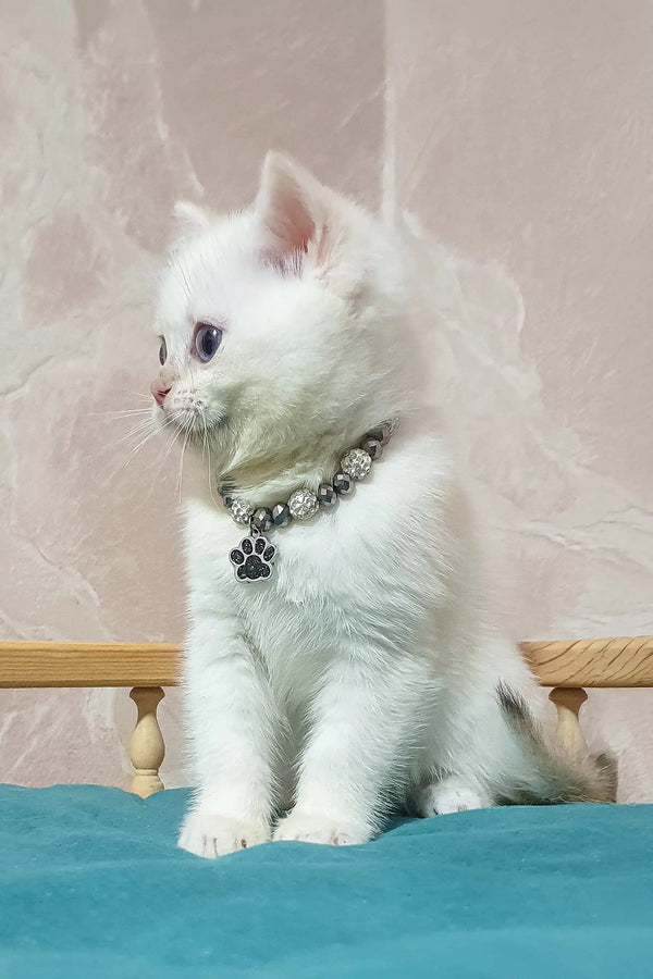 White British Shorthair kitten named Lucius wearing a shiny jeweled collar