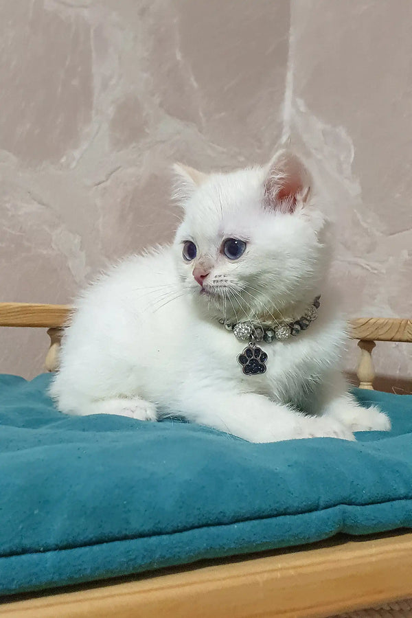 White British Shorthair kitten named Lucius wearing a sparkling jeweled collar