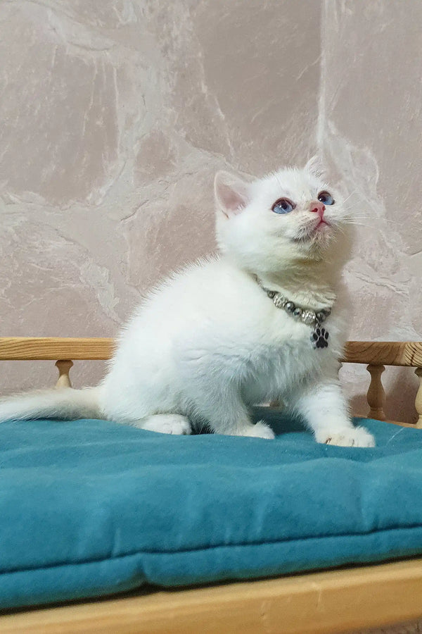 White kitten with a jeweled collar, named Lucius, the adorable British Shorthair
