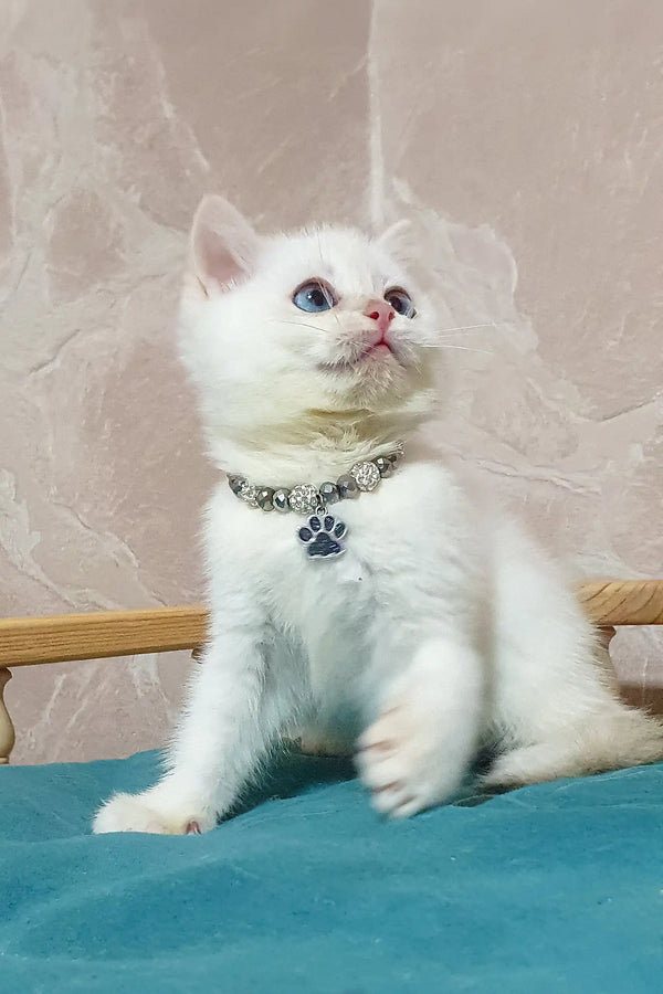 White British Shorthair kitten named Lucius wearing a cute paw print necklace