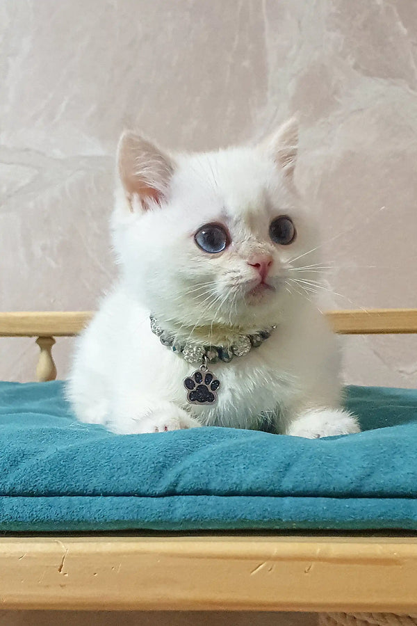 Adorable white kitten in a paw print collar, perfect for British Shorthair lovers