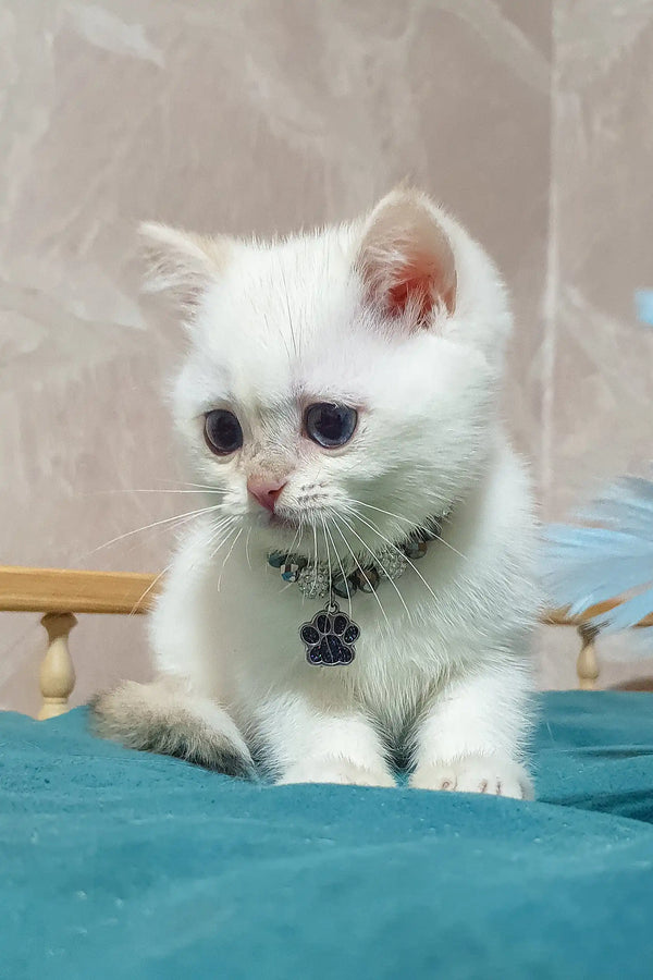 Adorable white kitten named Lucius wearing a cute paw print collar