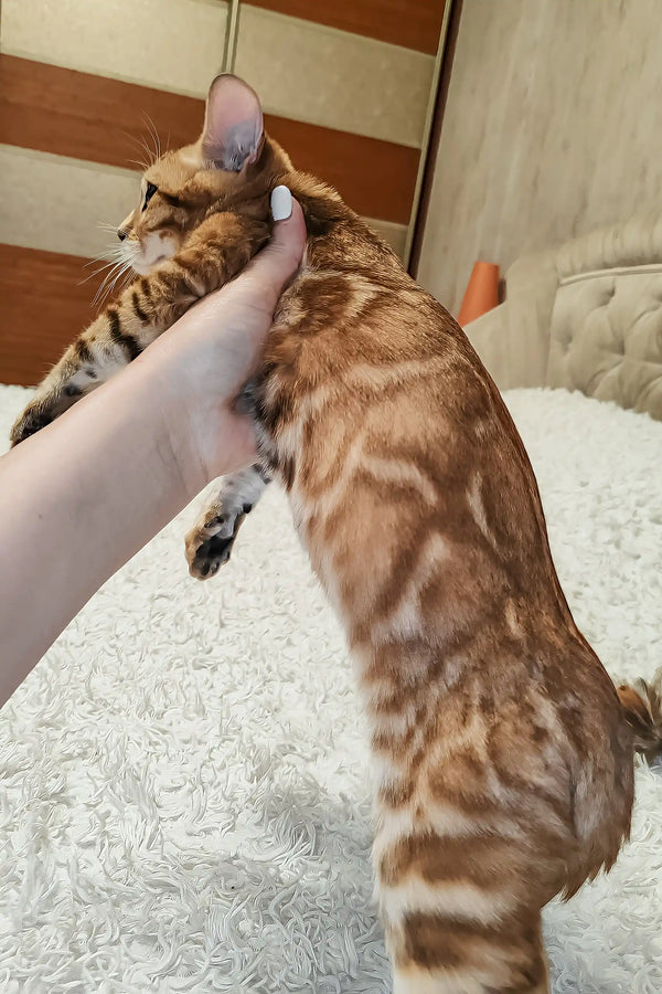 Lucky | bengal kitten