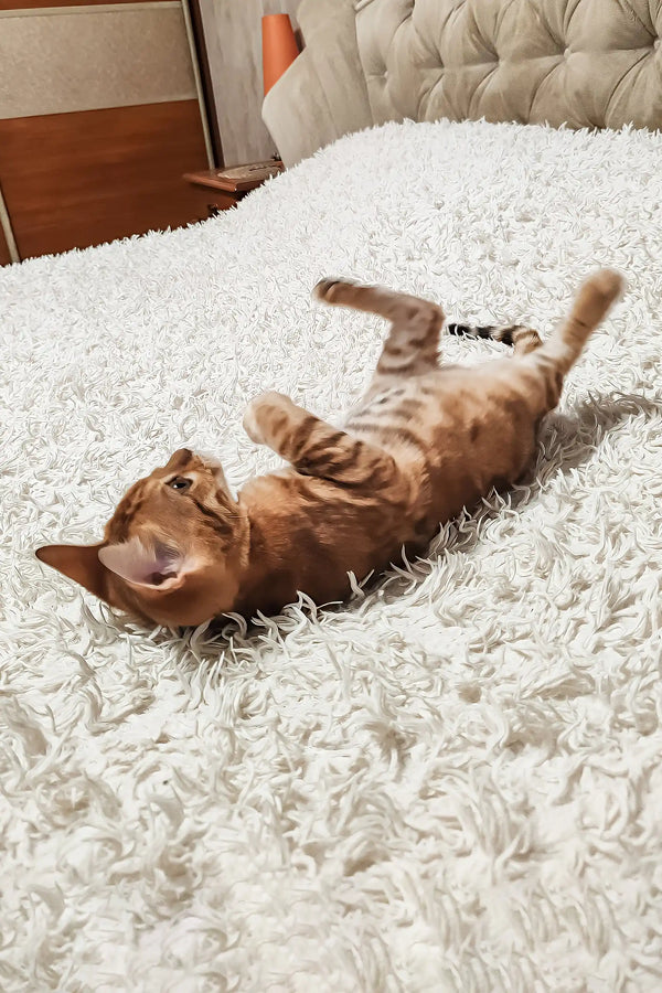 Lucky | bengal kitten