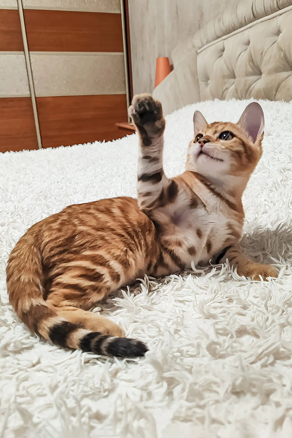 Lucky | bengal kitten