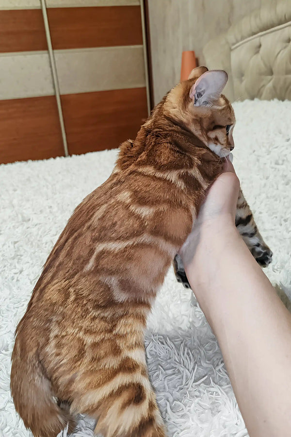 Lucky | bengal kitten