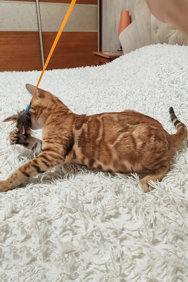 Lucky | bengal kitten