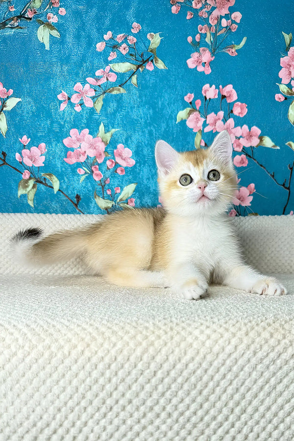 Lucky | british shorthair kitten