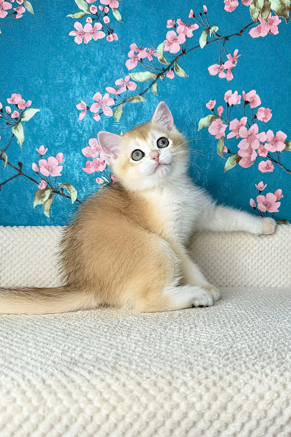 Lucky | british shorthair kitten