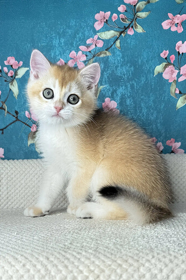 Lucky | british shorthair kitten