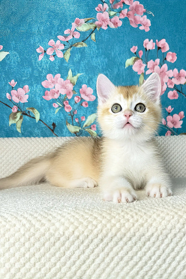 Lucky | british shorthair kitten