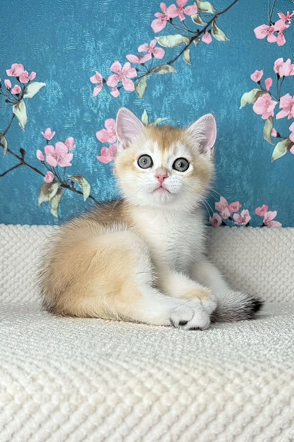 Lucky | british shorthair kitten