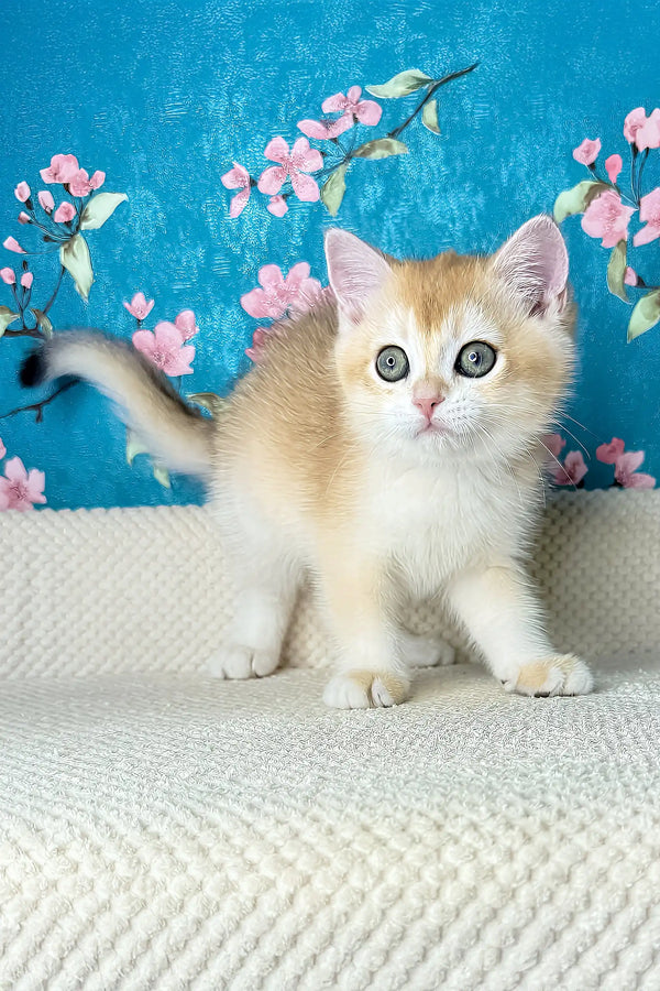 Lucky | british shorthair kitten