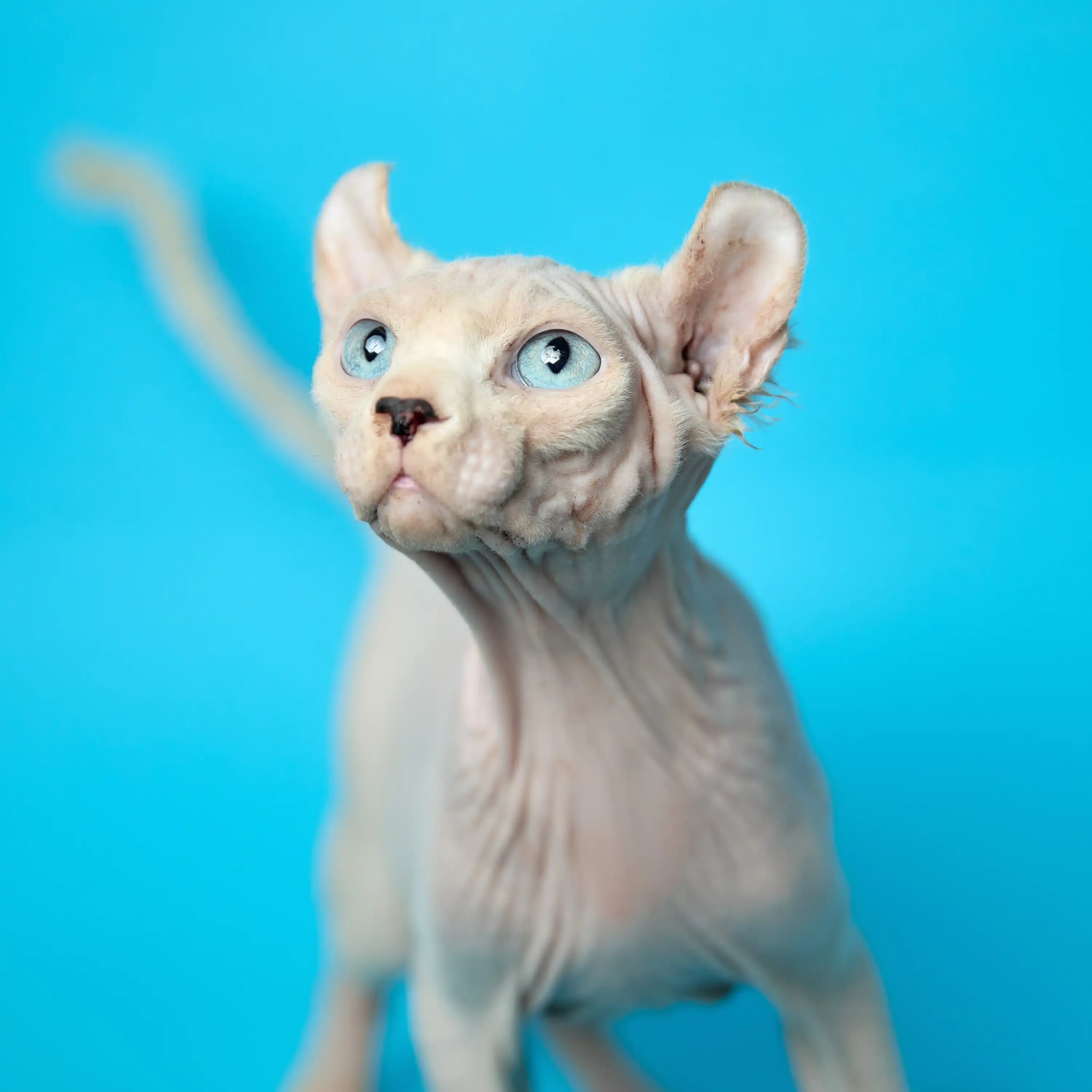 AVADA - Best Sellers Lucky | Elf Kitten | Adopted