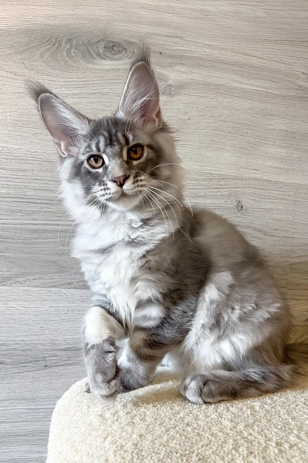 Lucky | maine coon kitten