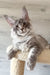 Lucky | maine coon kitten