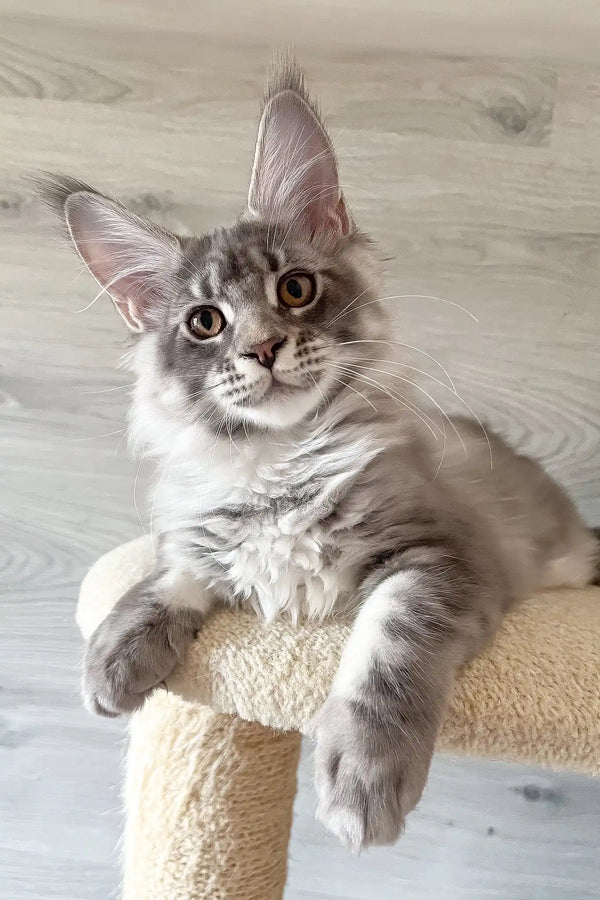 Lucky | maine coon kitten