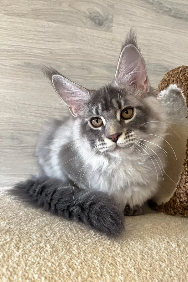 Lucky | maine coon kitten