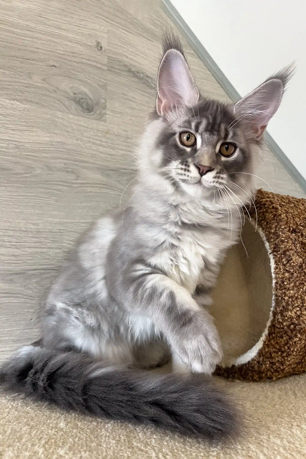 Lucky | maine coon kitten