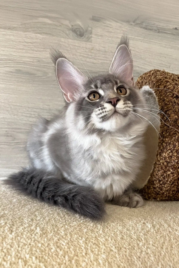 Lucky | maine coon kitten