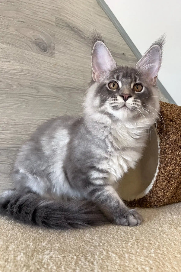 Lucky | maine coon kitten