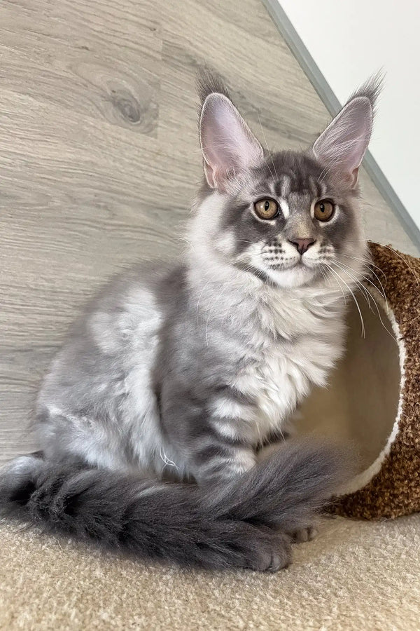 Lucky | maine coon kitten