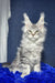 Fluffy silver Maine Coon kitten with pointed ears and long fur in Lucky product