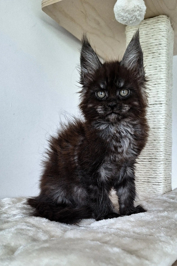 Adorable Maine Coon kitten with dark fur and cute ear tufts looking alert