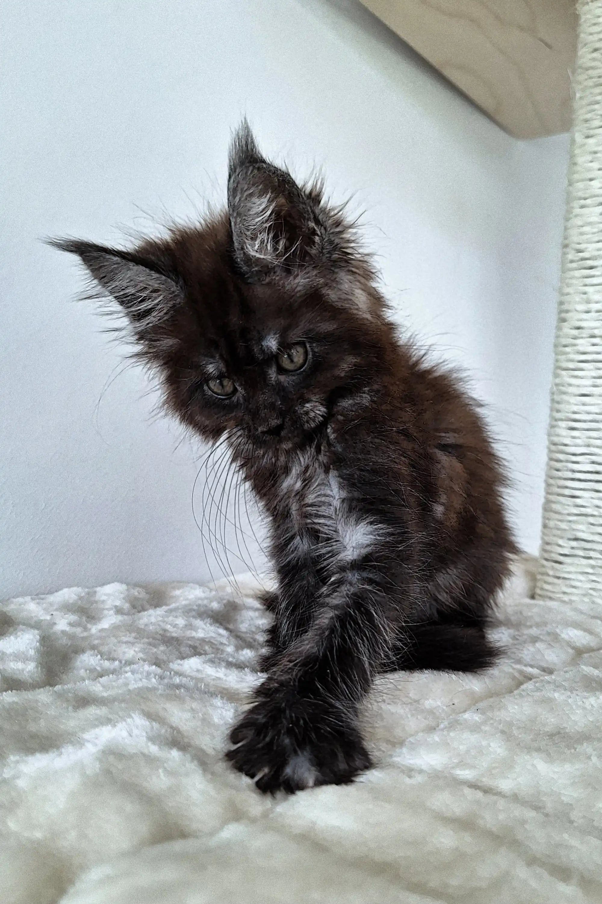 Fluffy black Maine Coon kitten with tufted ears and a curious look, so adorable!