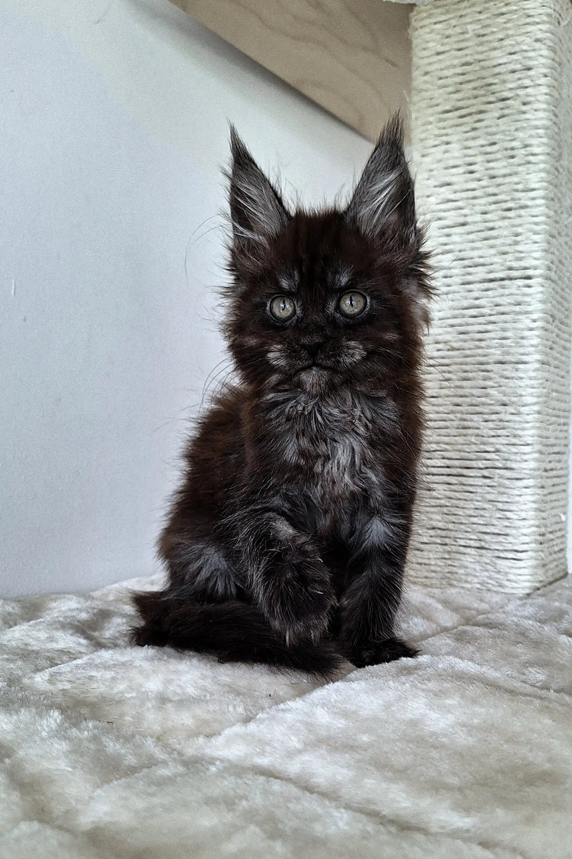 Black Maine Coon kitten with fluffy fur and ear tufts, an adorable Maine Coon