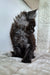 Fluffy black Maine Coon kitten with tufted ears sitting cute and upright