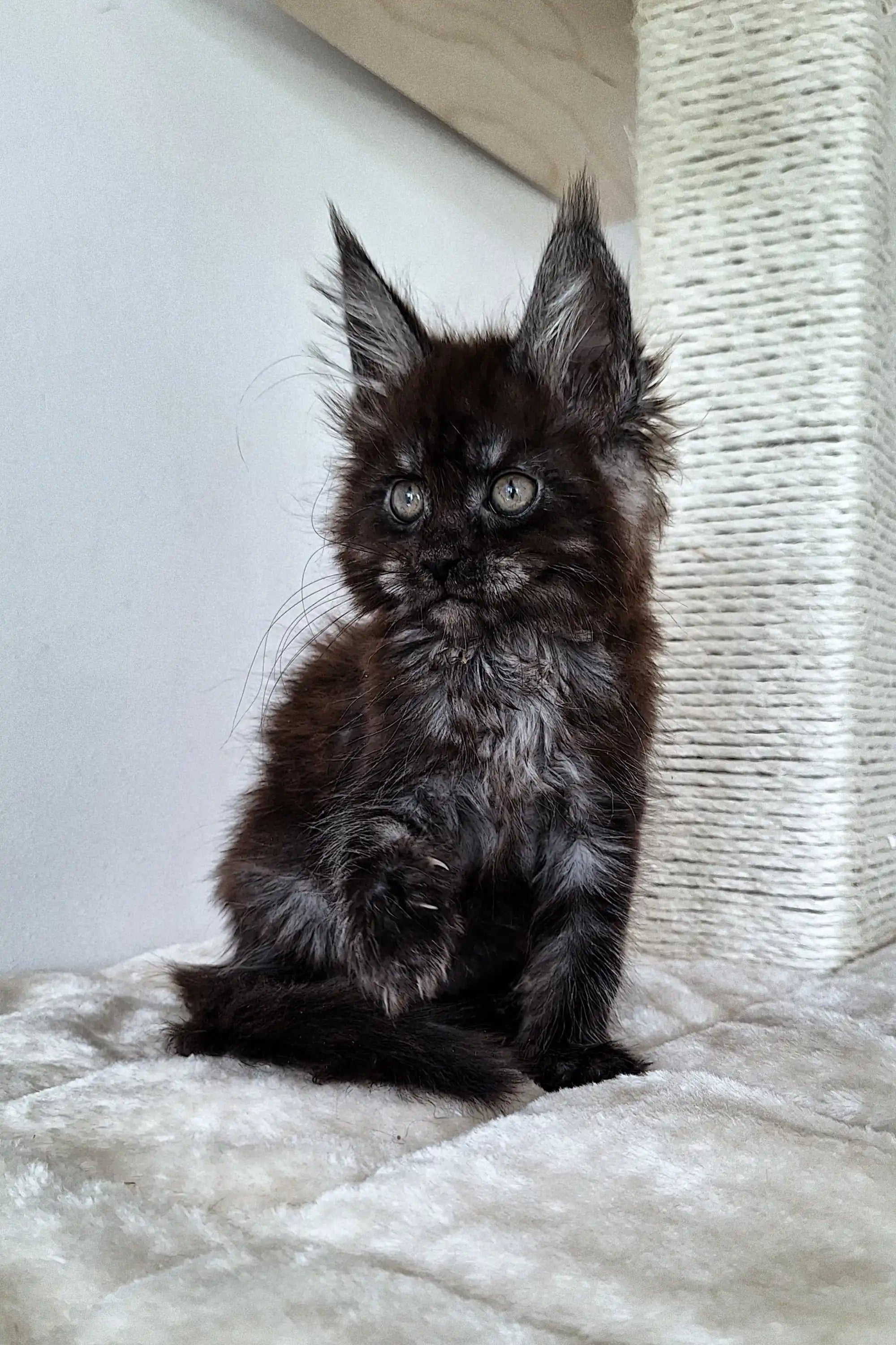 Fluffy black Maine Coon kitten with pointed ears and bright eyes, so adorable!