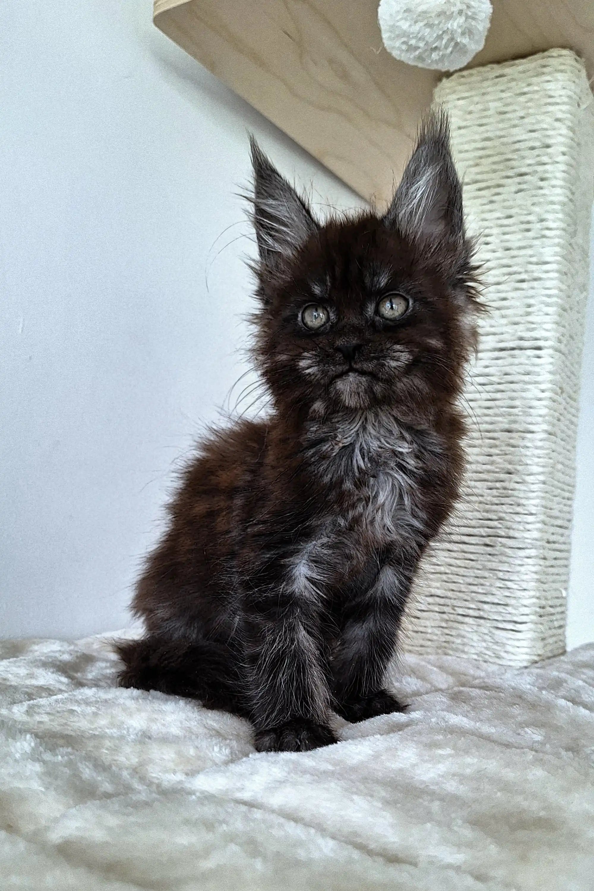 Fluffy dark Maine Coon kitten with striking eyes and tufted ears, super adorable!