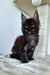 Fluffy dark Maine Coon kitten with striking eyes and tufted ears, super adorable!