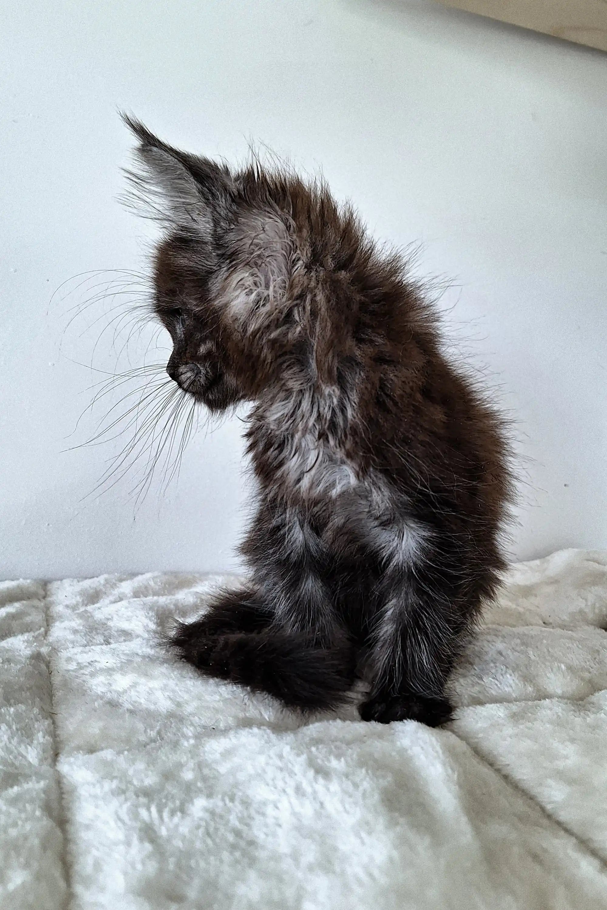 Fluffy black Maine Coon kitten with long whiskers sitting on a textured surface