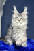 Majestic silver Maine Coon cat with ear tufts and green eyes in Lucky Maine Coon Kitten