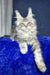 Majestic silver Maine Coon cat with ear tufts lounging for Lucky Maine Coon Kitten