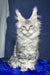 Majestic silver Maine Coon kitten with fluffy fur and cool ear tufts in Lucky product