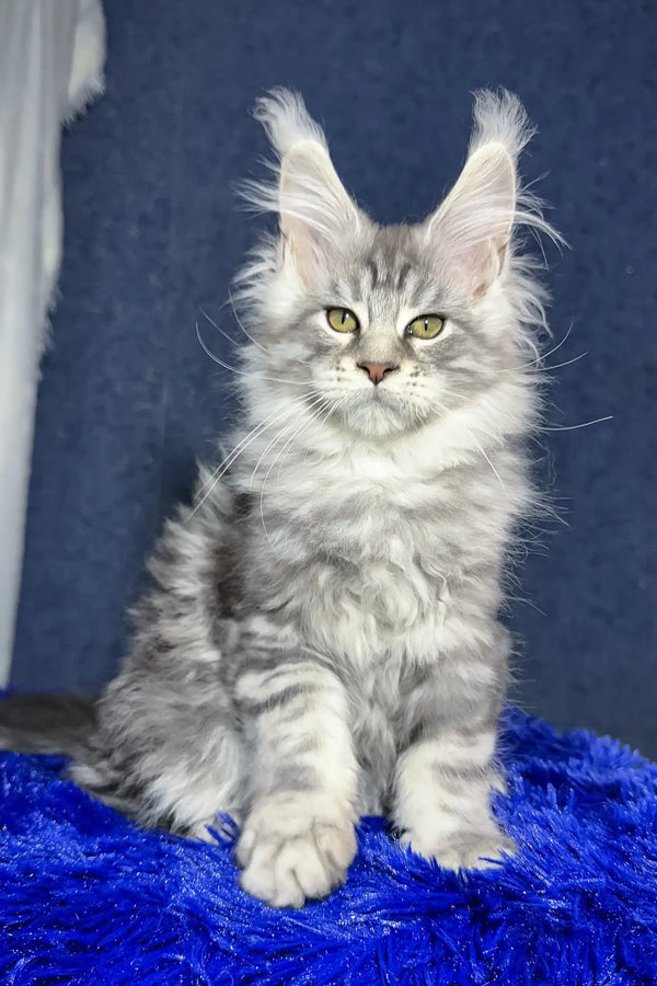 Majestic silver Maine Coon kitten with ear tufts and fluffy fur in Lucky product