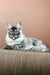 Ludwig Maine Coon kitten with silver-gray fur and ear tufts lounging on a couch