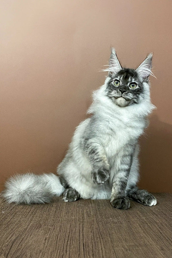 Fluffy gray and white Maine Coon kitten named Ludwig sitting upright and adorable