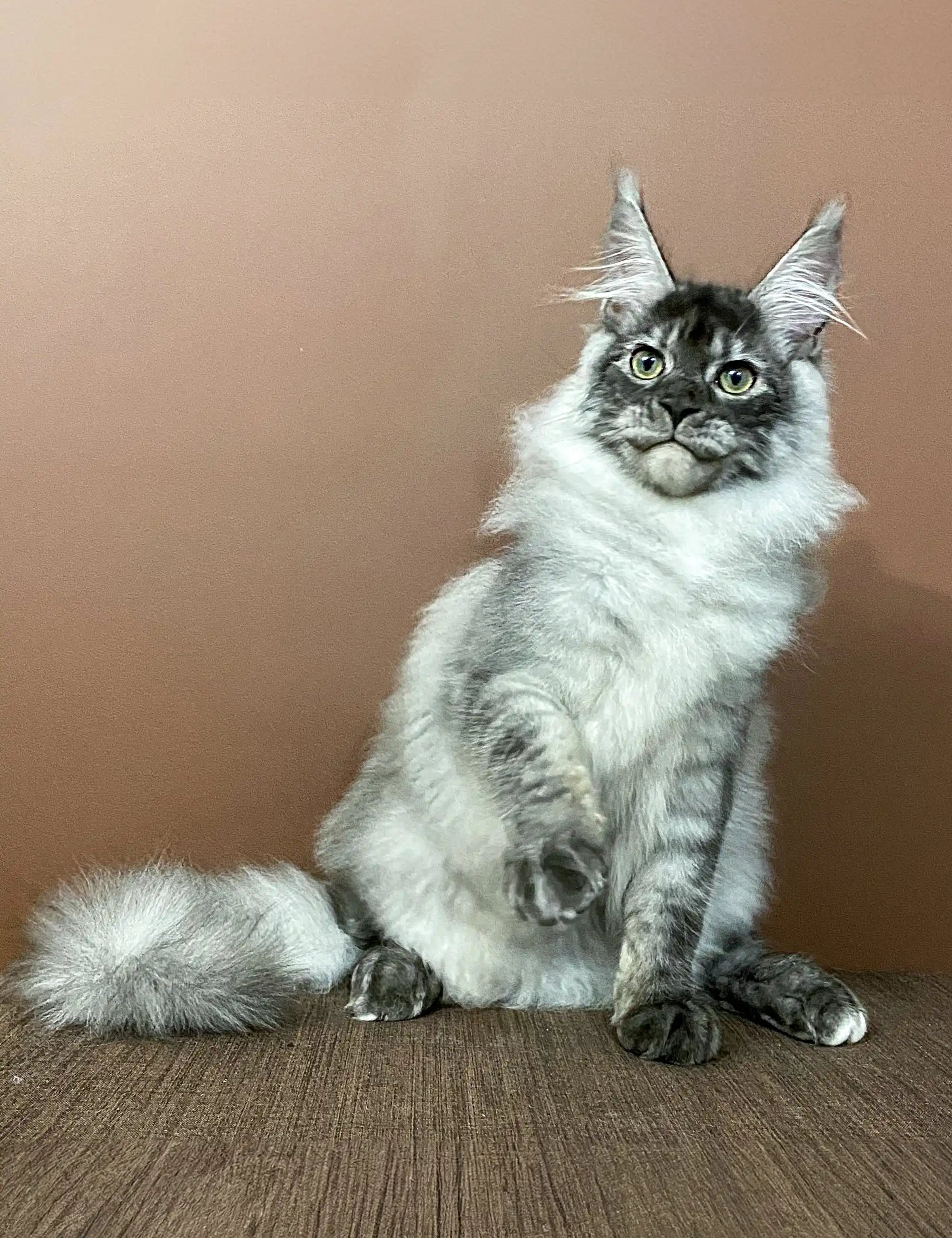 Maine Coon Kittens for Sale Ludwig | Kitten