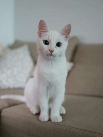 scottish-fold-kittens-for-sale