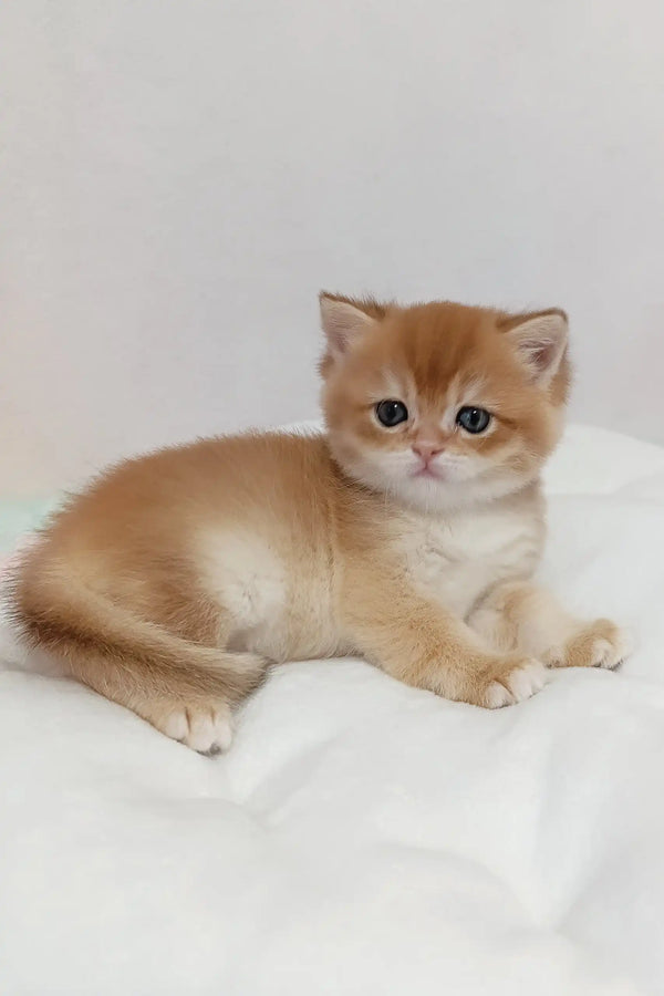 Cute Golden British Shorthair kitten named Lukas looking playful and adorable