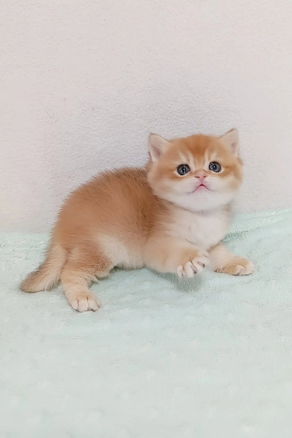 Adorable golden British Shorthair kitten named Lukas with big, expressive eyes