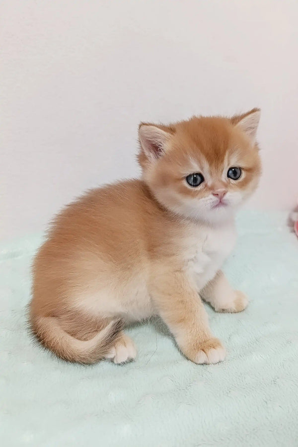 Cute golden British Shorthair kitten named Lukas with striking blue eyes