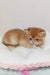 Golden kitten named Lukas resting cozy on a cushion, British Shorthair cuteness